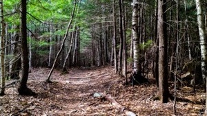 Virtual Spring Fling - Get Outside!